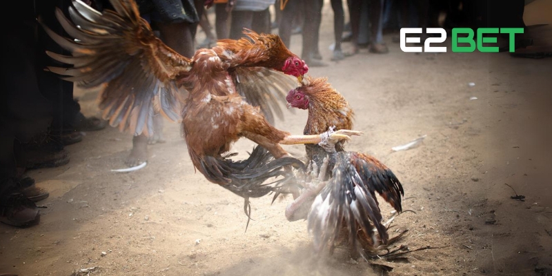Khám Phá Đá Gà E2BET: Cược Thú Vị, Giải Thưởng Khủng 3 Tìm hiểu luật chơi Đá Gà E2BET