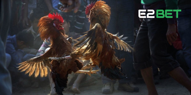 Khám Phá Đá Gà E2BET: Cược Thú Vị, Giải Thưởng Khủng 4 Tổng hợp những hình thức cá cược Đá Gà E2BET